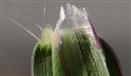  Ligule
